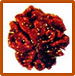 Three Mukhi Rudraksha