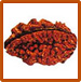 Two Mukhi Rudraksha
