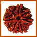 Seven Mukhi Rudraksha