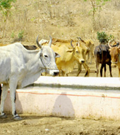 Gau Seva